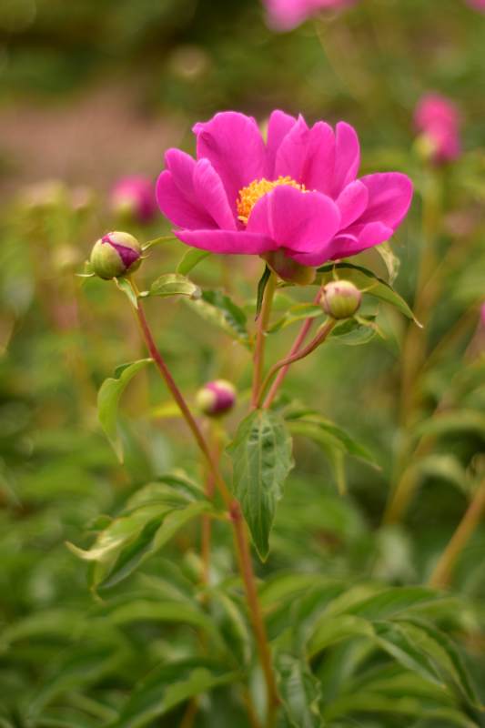 粉芍药绽放 花蕊金黄艳图片