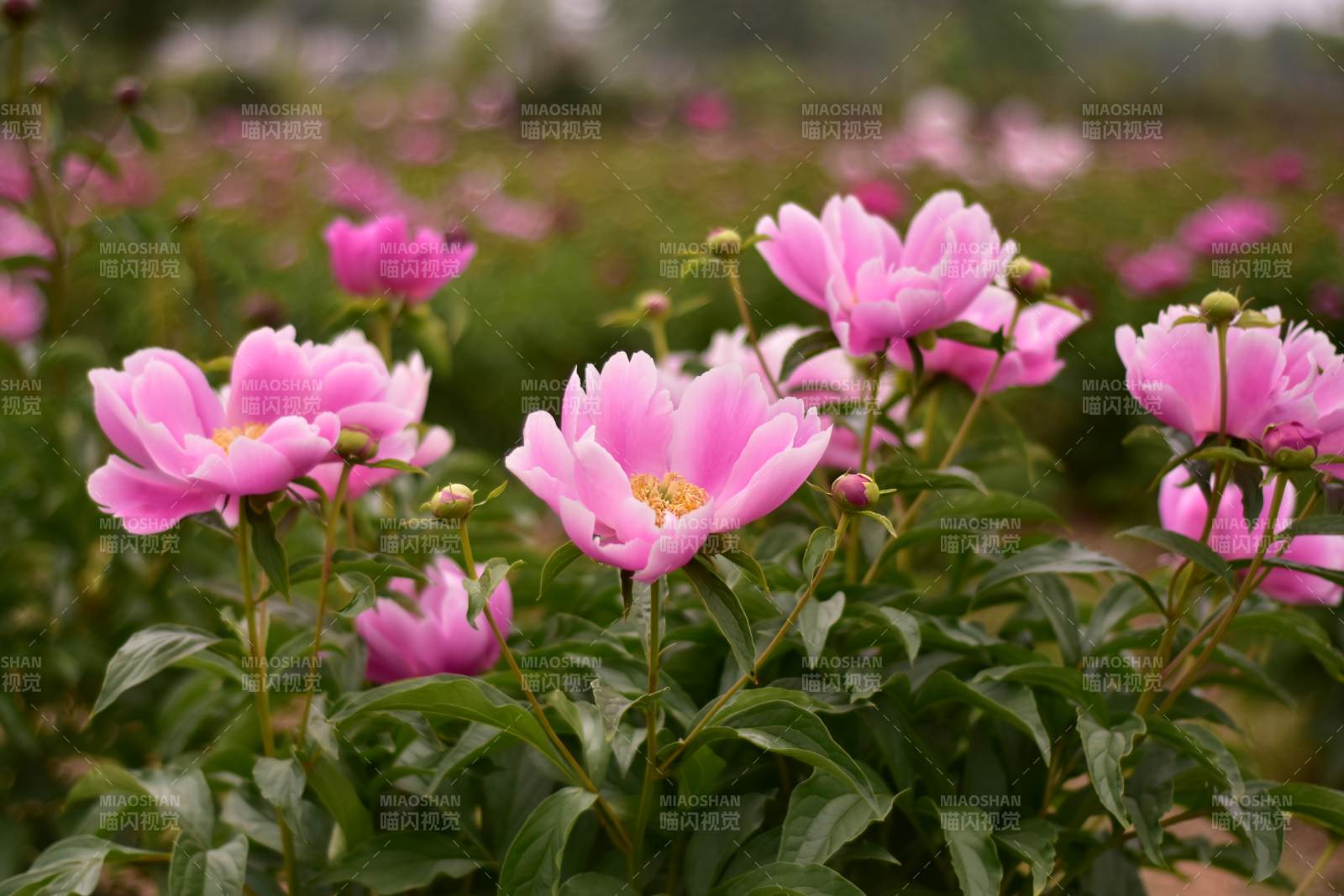 粉色芍药花海绽放图片