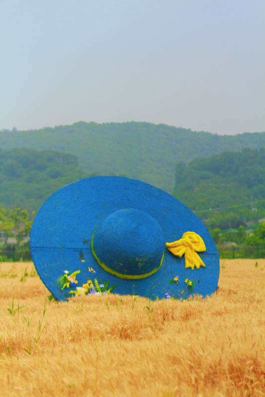 麦田蓝帽 黄花点缀山野图片