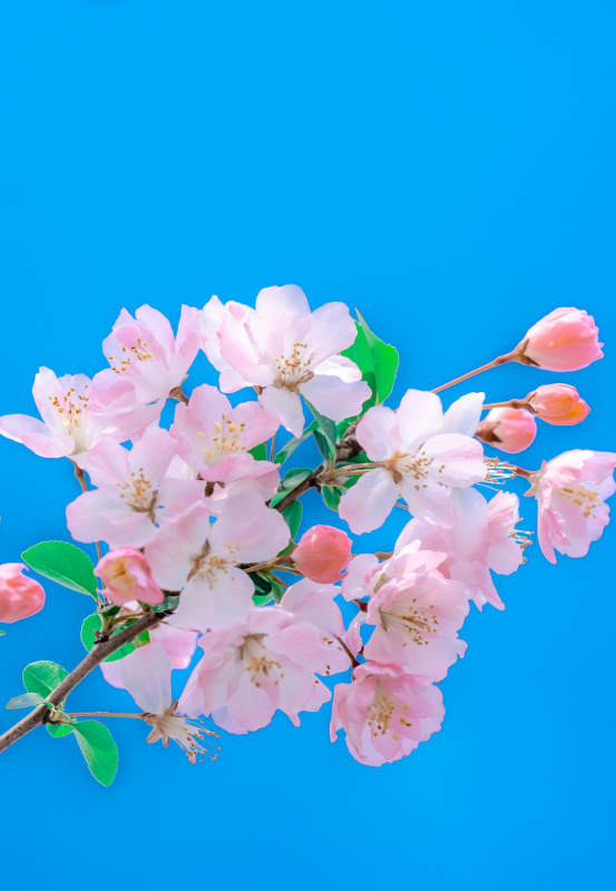蓝底粉樱 春意盎然图片