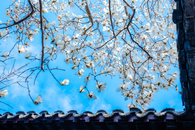 玉兰花开映古瓦蓝天图片