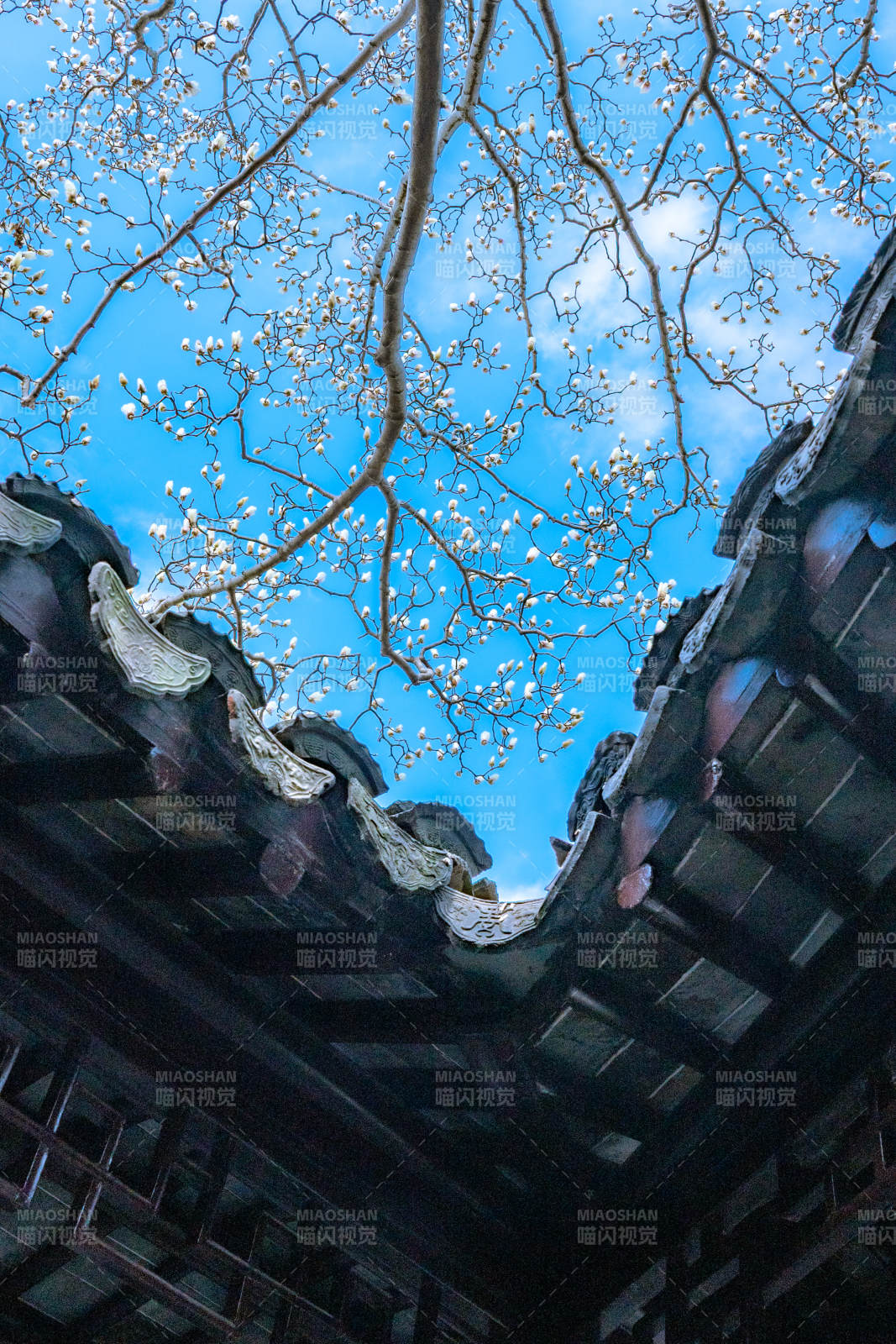 古檐仰天 花枝映蓝穹图片