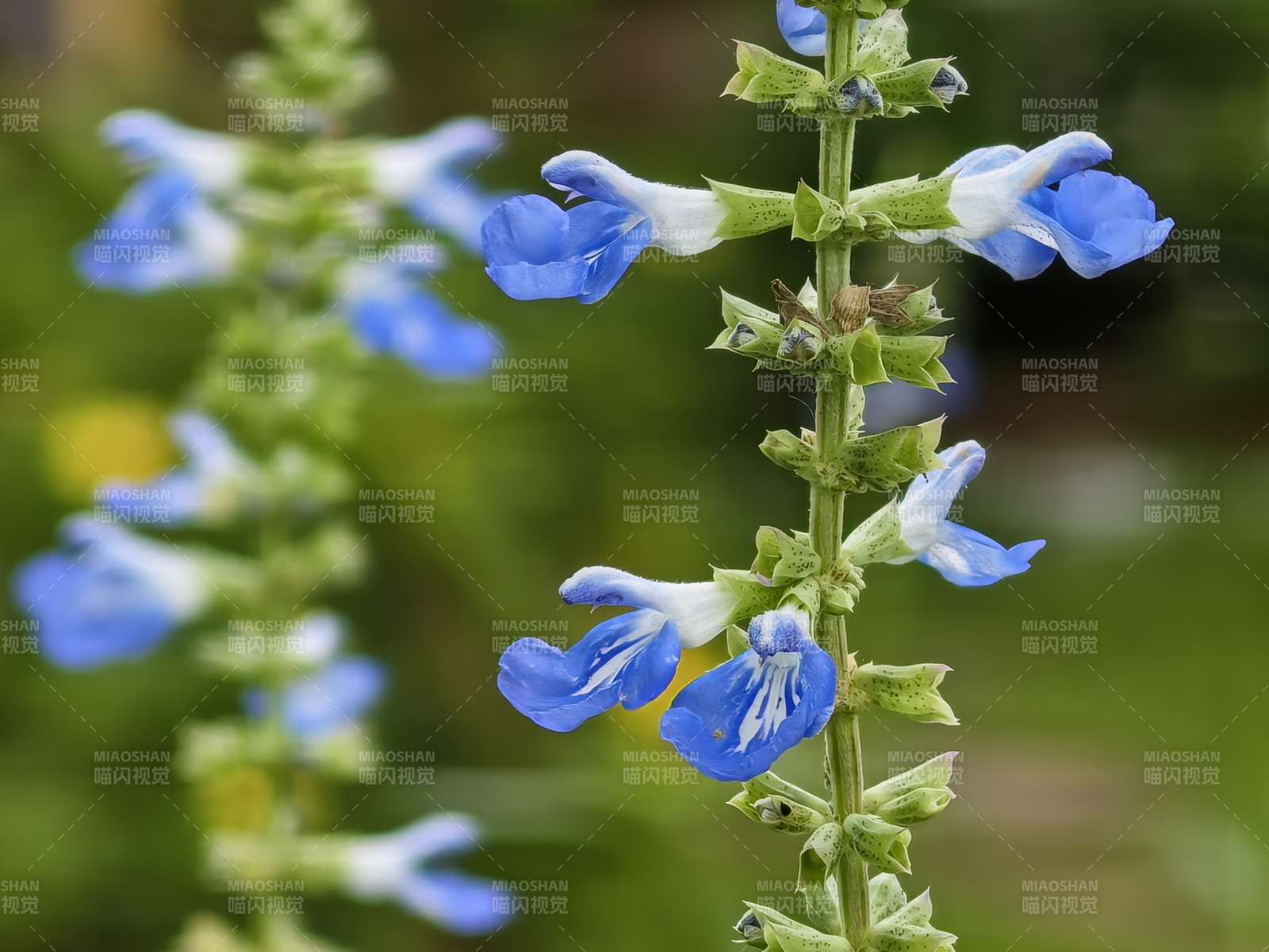 蓝花鼠尾草绽放枝头图片