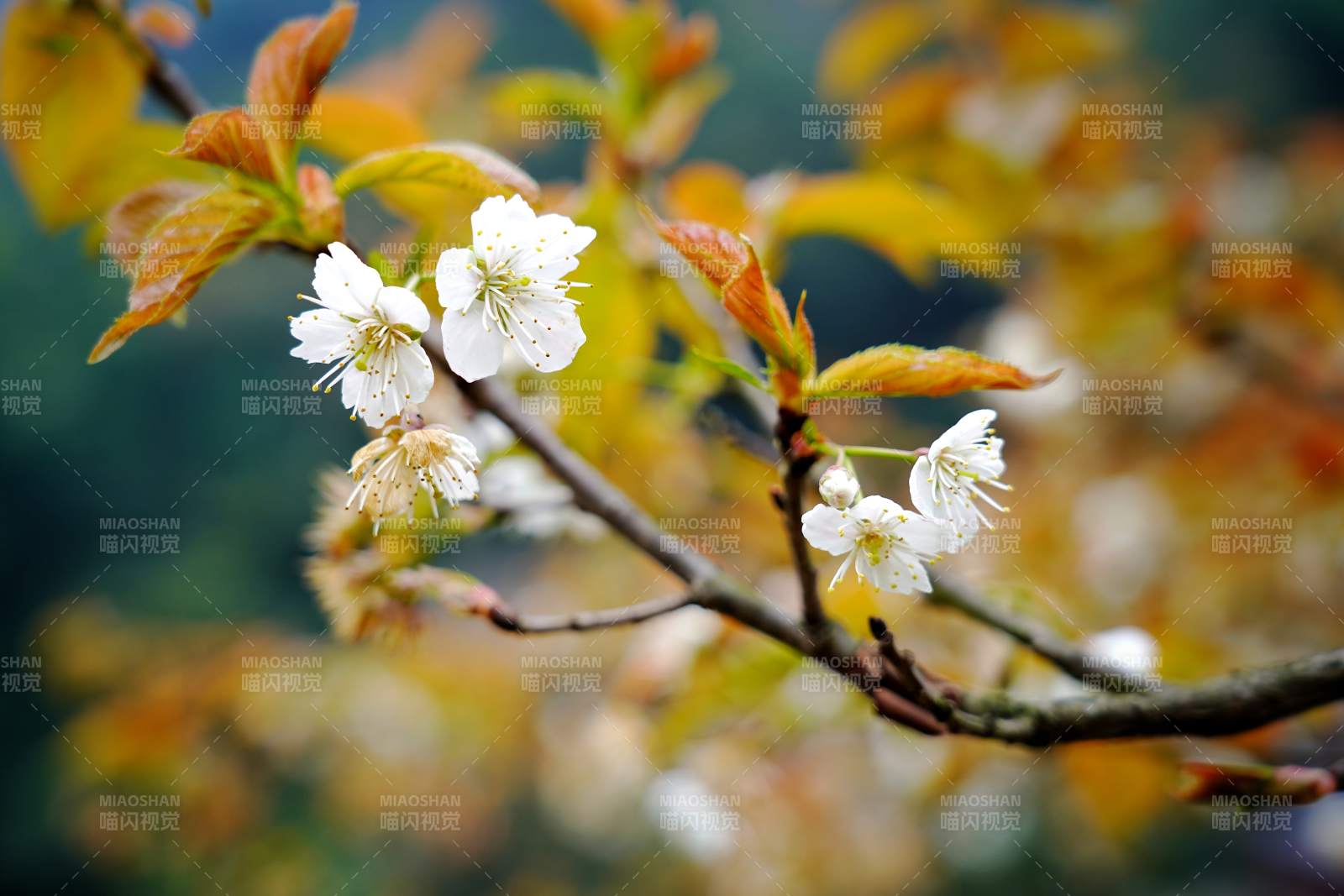 春花初绽 嫩叶伴白樱图片