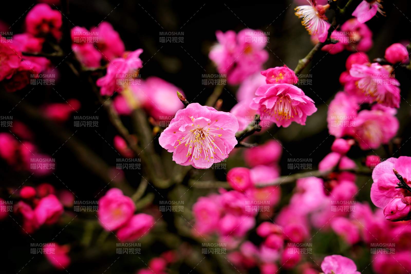 粉红梅花绽放枝头图片