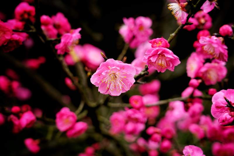 粉红梅花绽放枝头图片