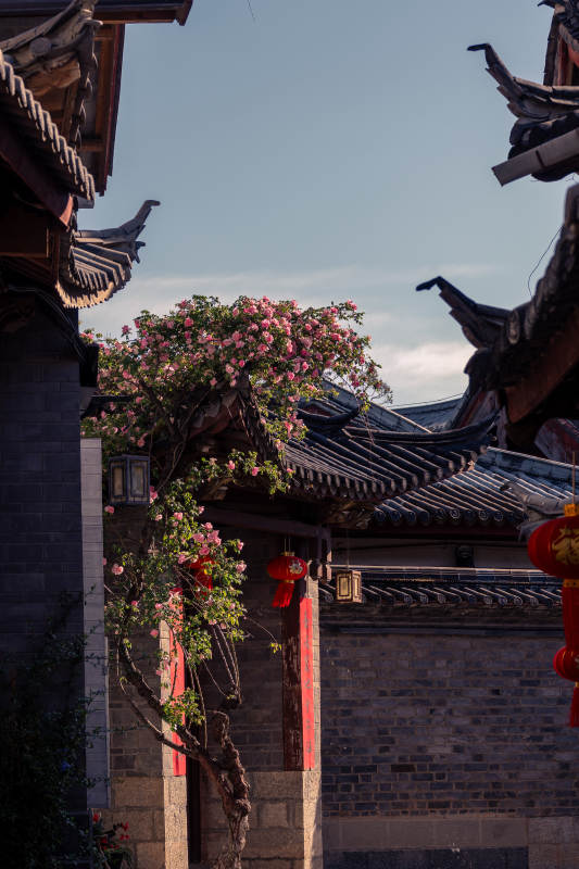 古巷花影映红灯图片