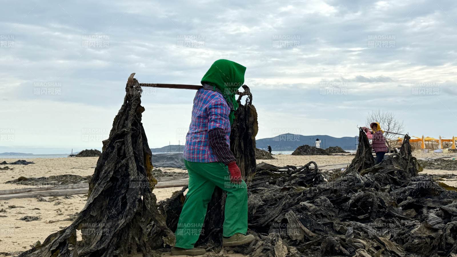 海边收海藻的劳动者图片
