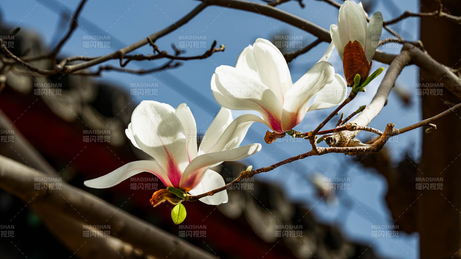 玉兰花开映古檐图片