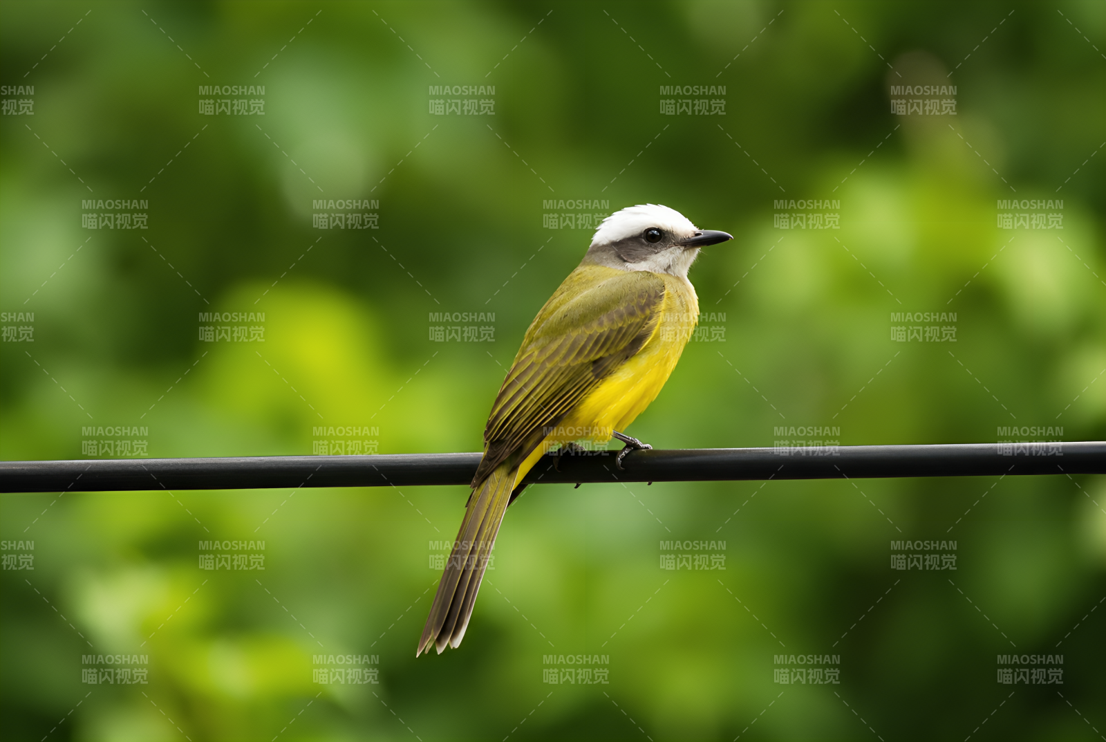 黄腹白冠鸟栖电线上图片