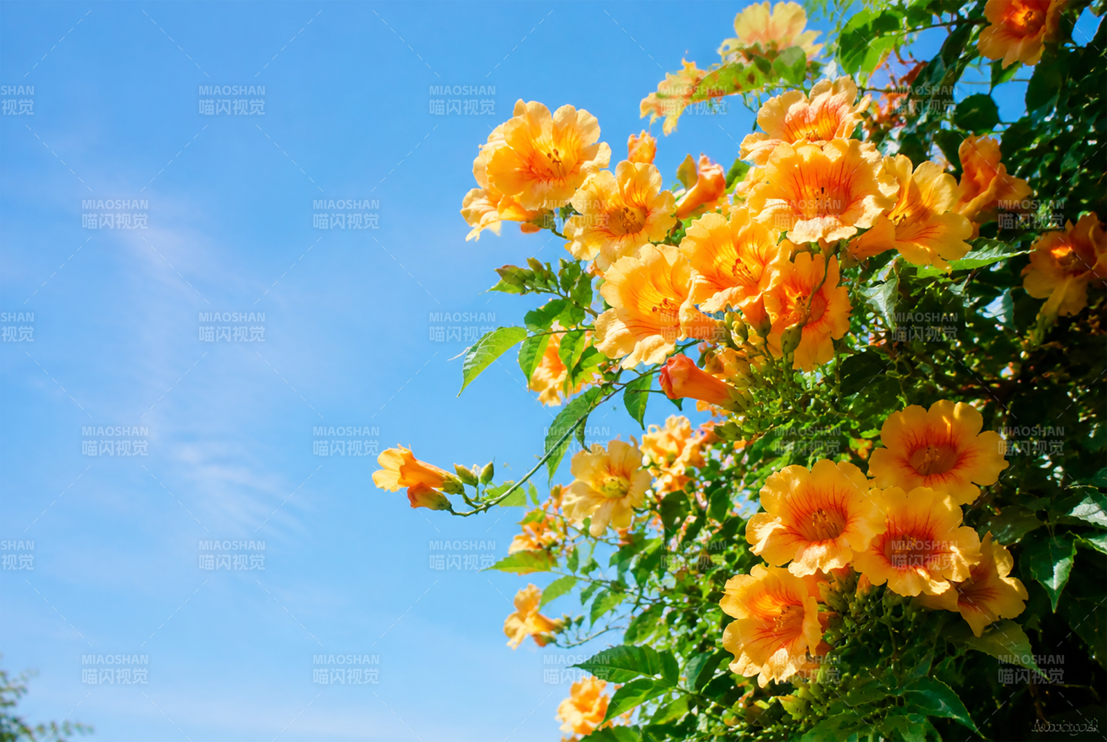 橙花映蓝天 明媚如春阳图片