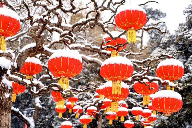 雪覆红灯笼 年味满枝头图片
