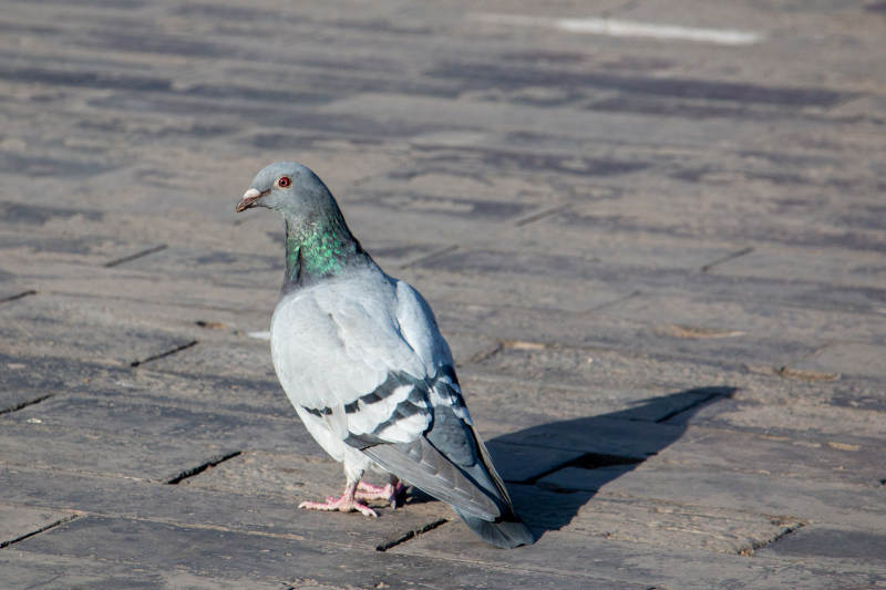 广场鸽影 灰羽绿颈立石板图片