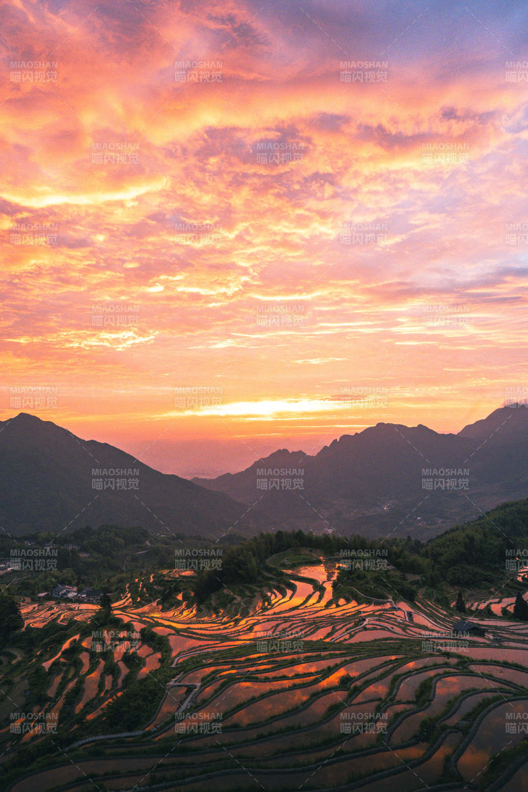 云和梯田日出 山峦醉朝霞图片