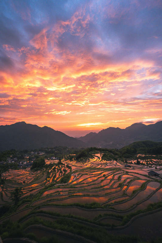 云和梯田朝霞映山红图片