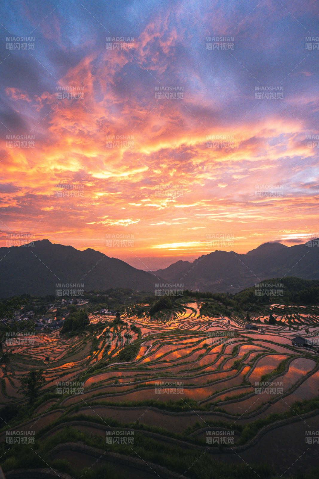 云和梯田朝霞映山红图片