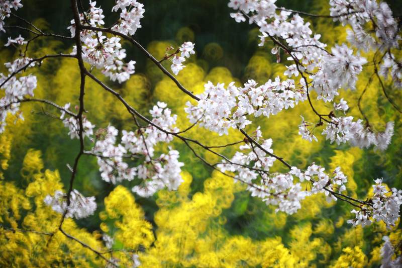 春花烂漫 白樱映黄蕊图片
