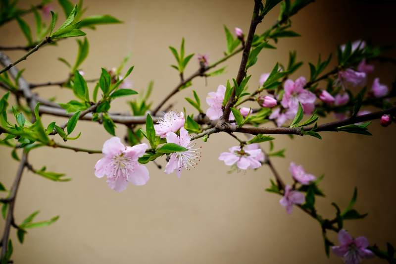 桃花初绽 春意枝头闹图片