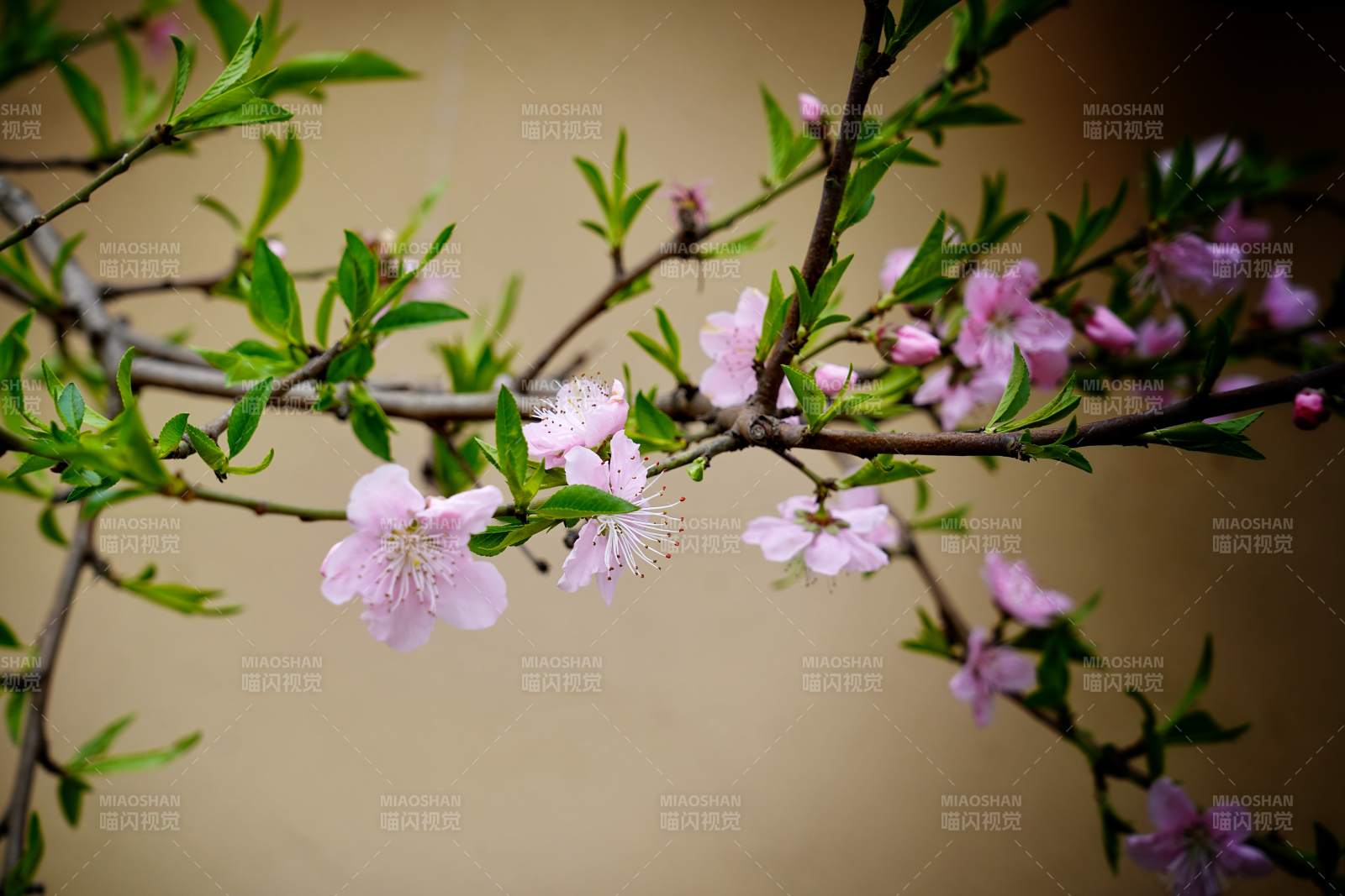 桃花初绽 春意枝头闹图片