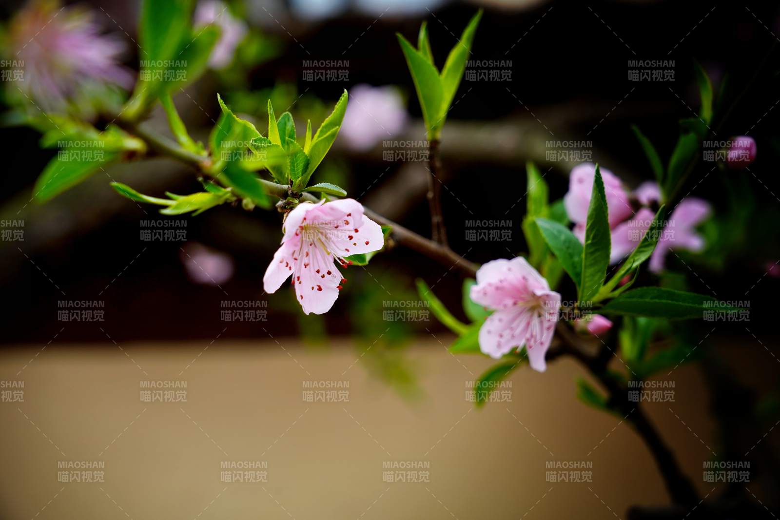 春花初绽 粉嫩动人图片