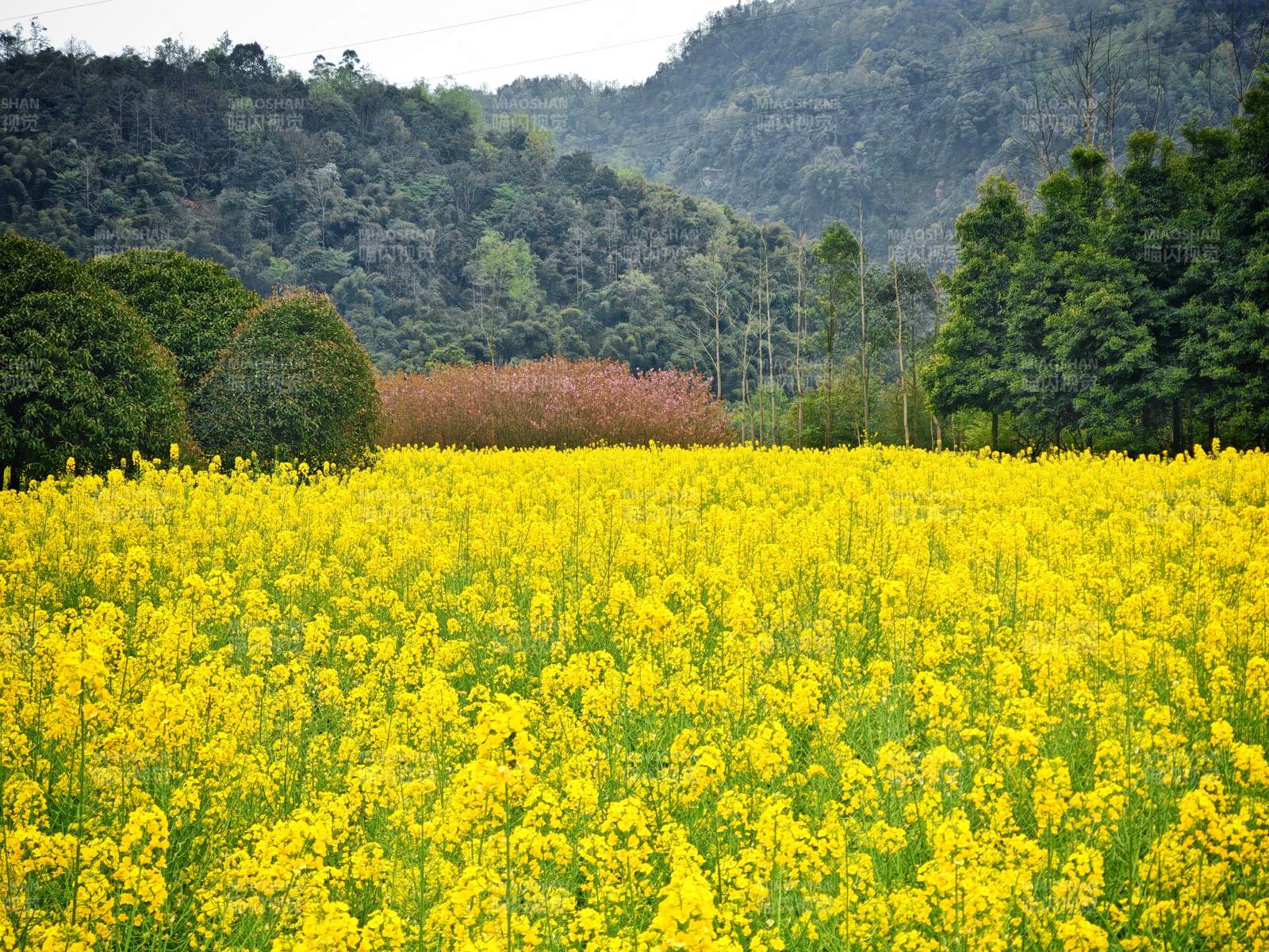 金黄花海映青山图片