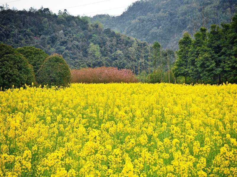 金黄花海映青山图片