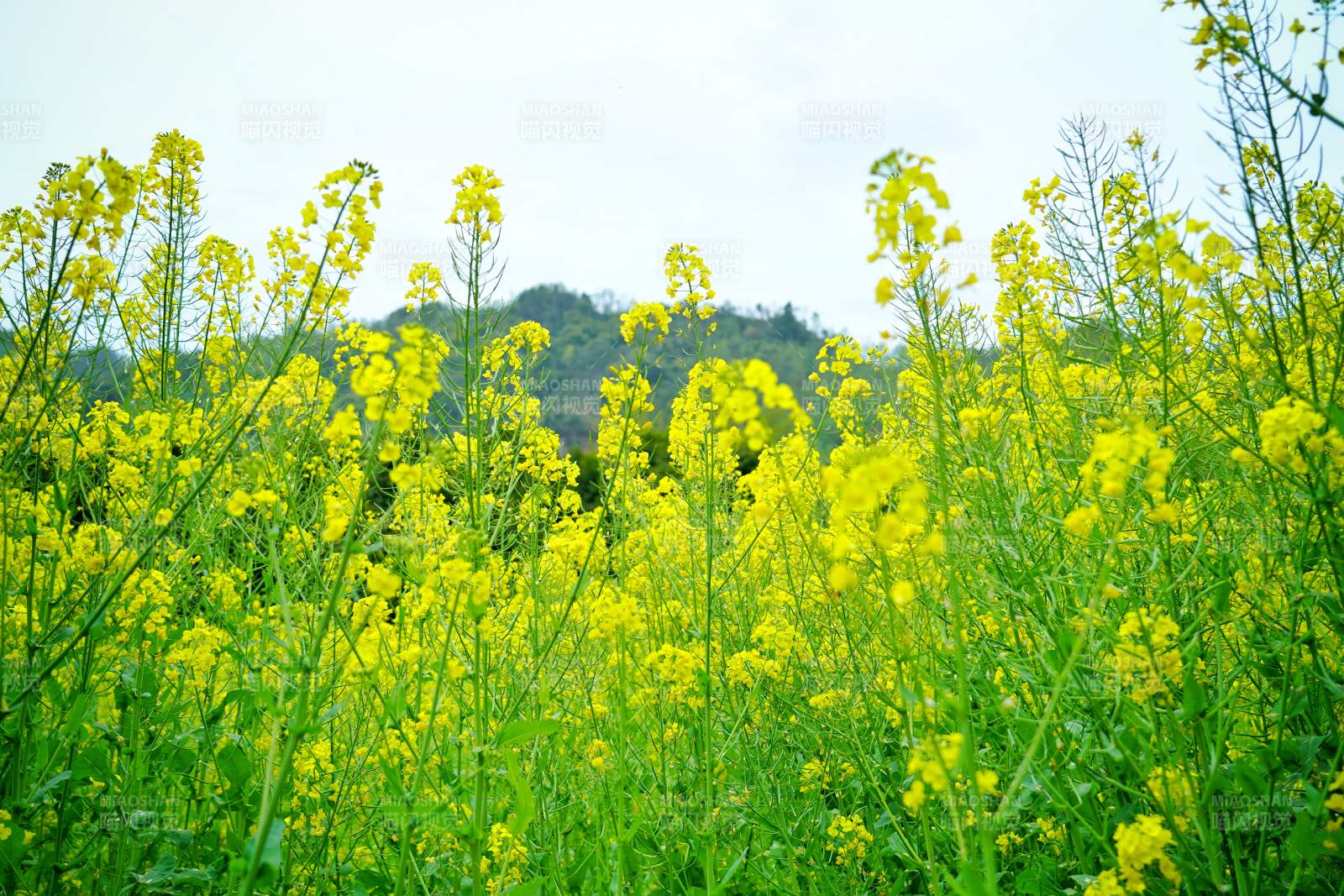 油菜花田映青山图片