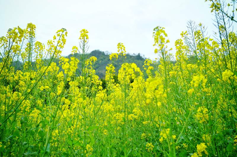 油菜花田映青山图片