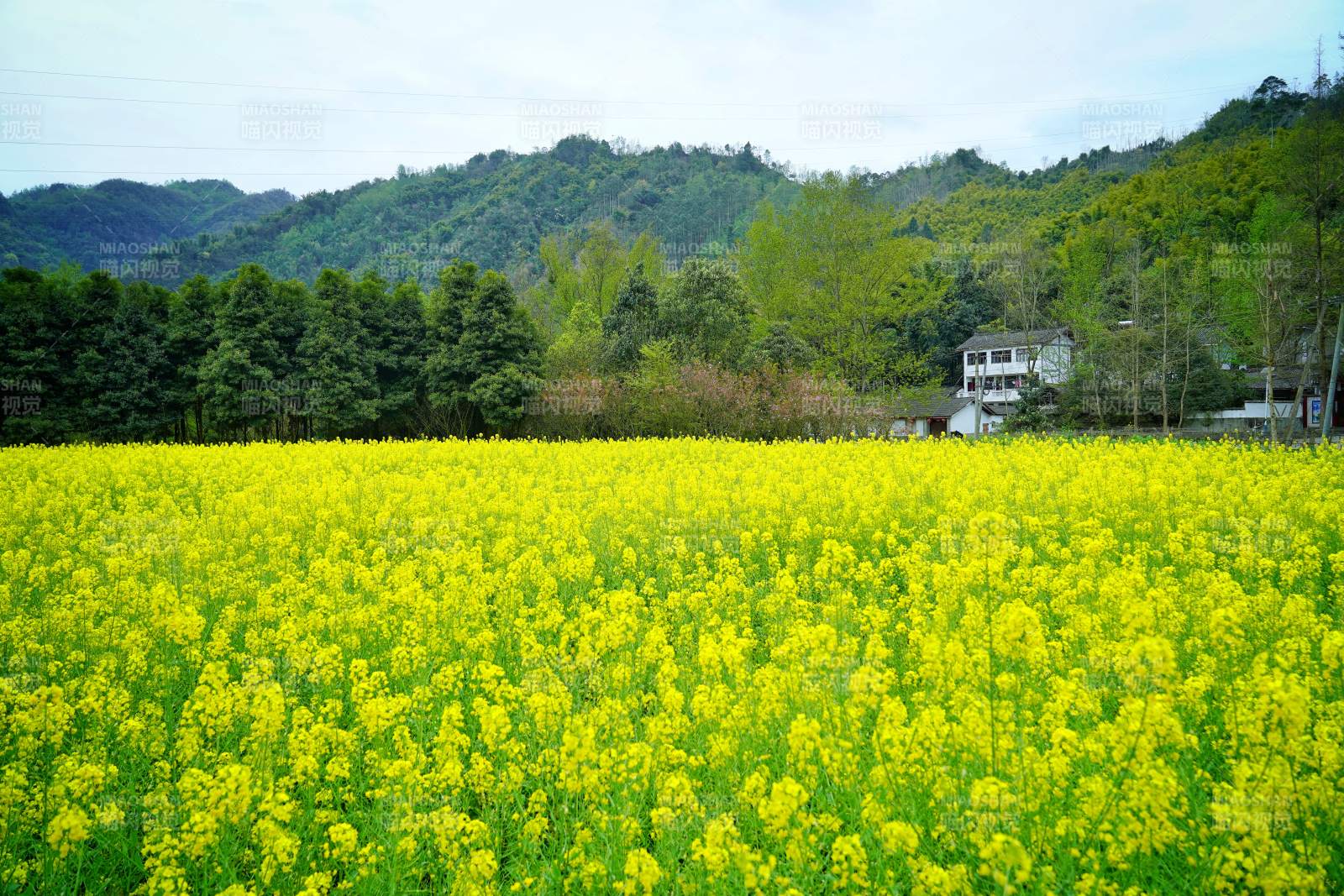 金黄花海映青山图片