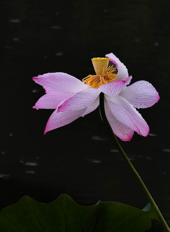粉莲映水 静美如画图片