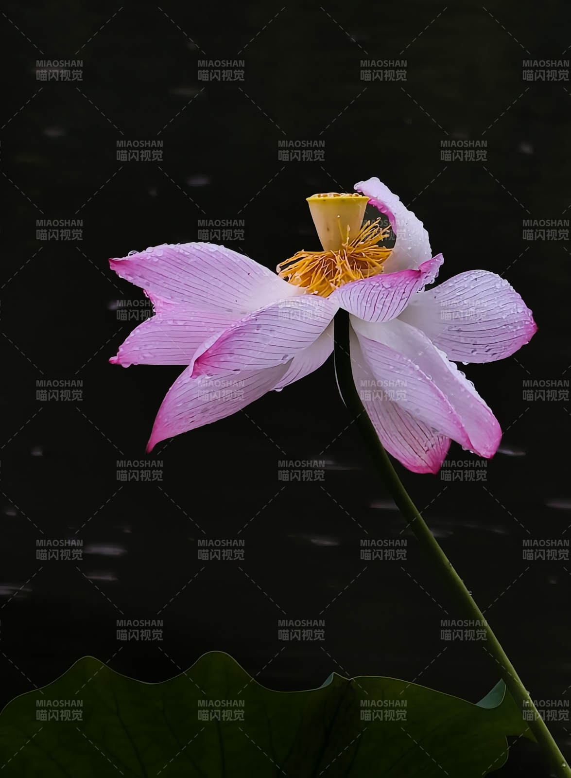 粉莲映水 静美如画图片