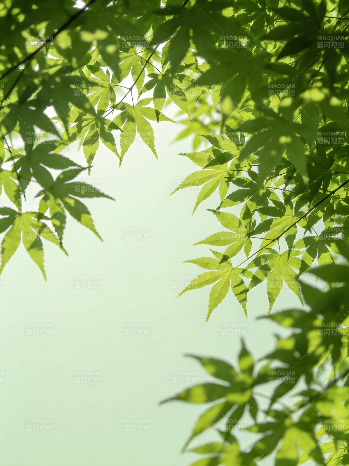 绿叶透光 清新自然景图片