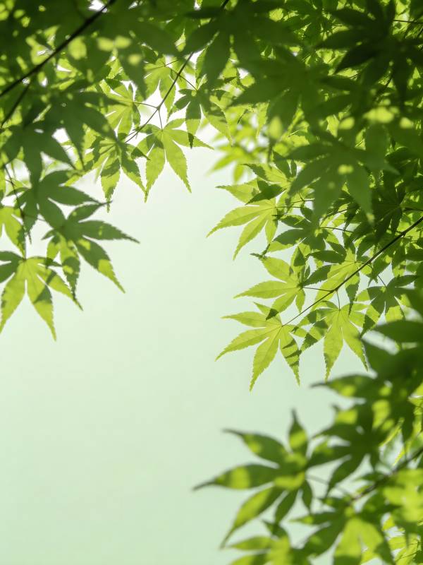 绿叶透光 清新自然景图片
