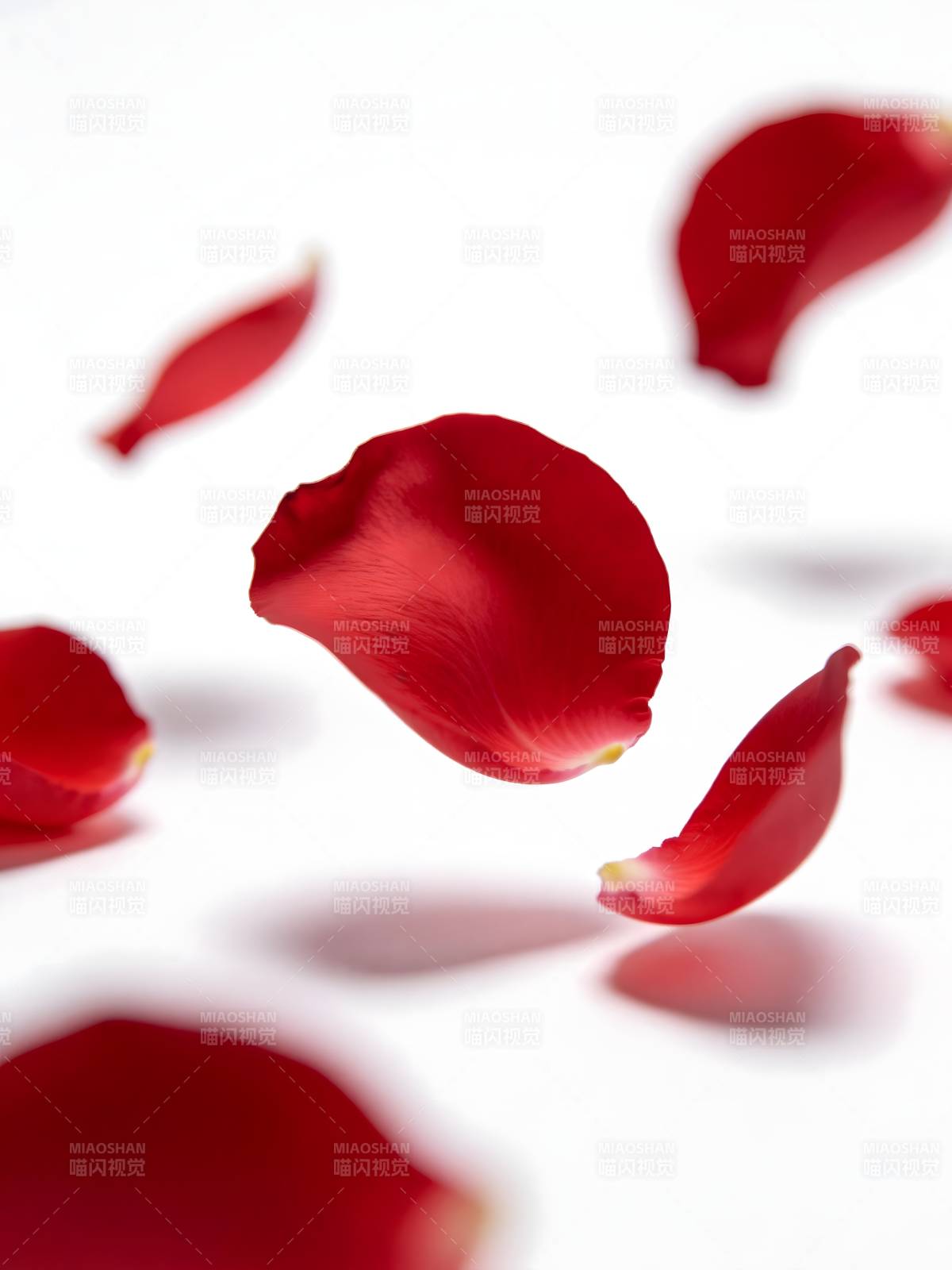 红玫瑰花瓣飘落瞬间图片