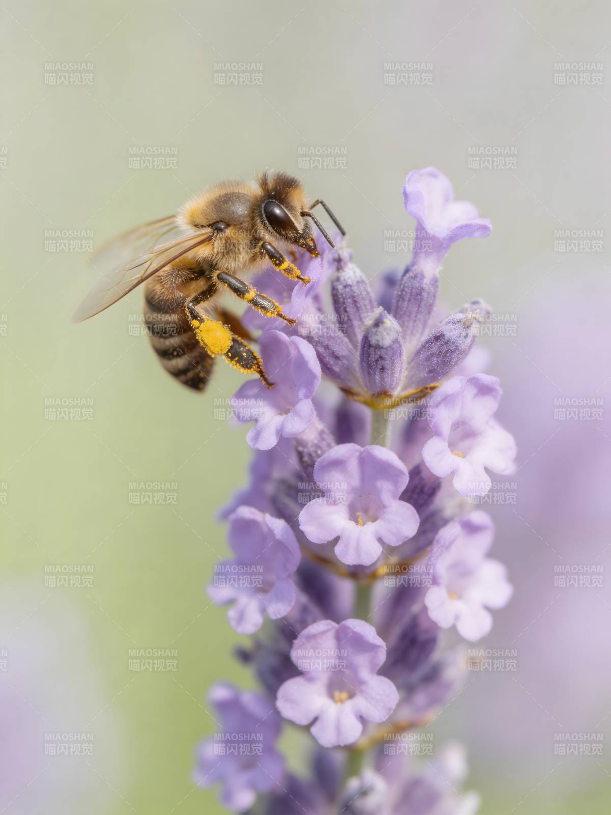 蜂采 lavender 花蜜忙图片