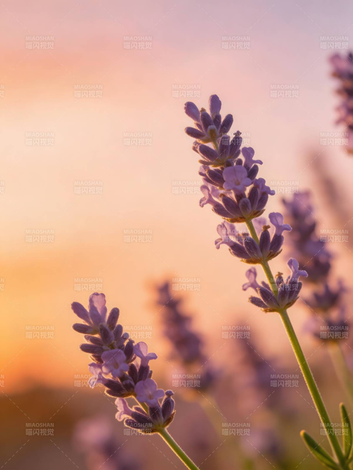 薰衣草夕照 温柔如梦图片