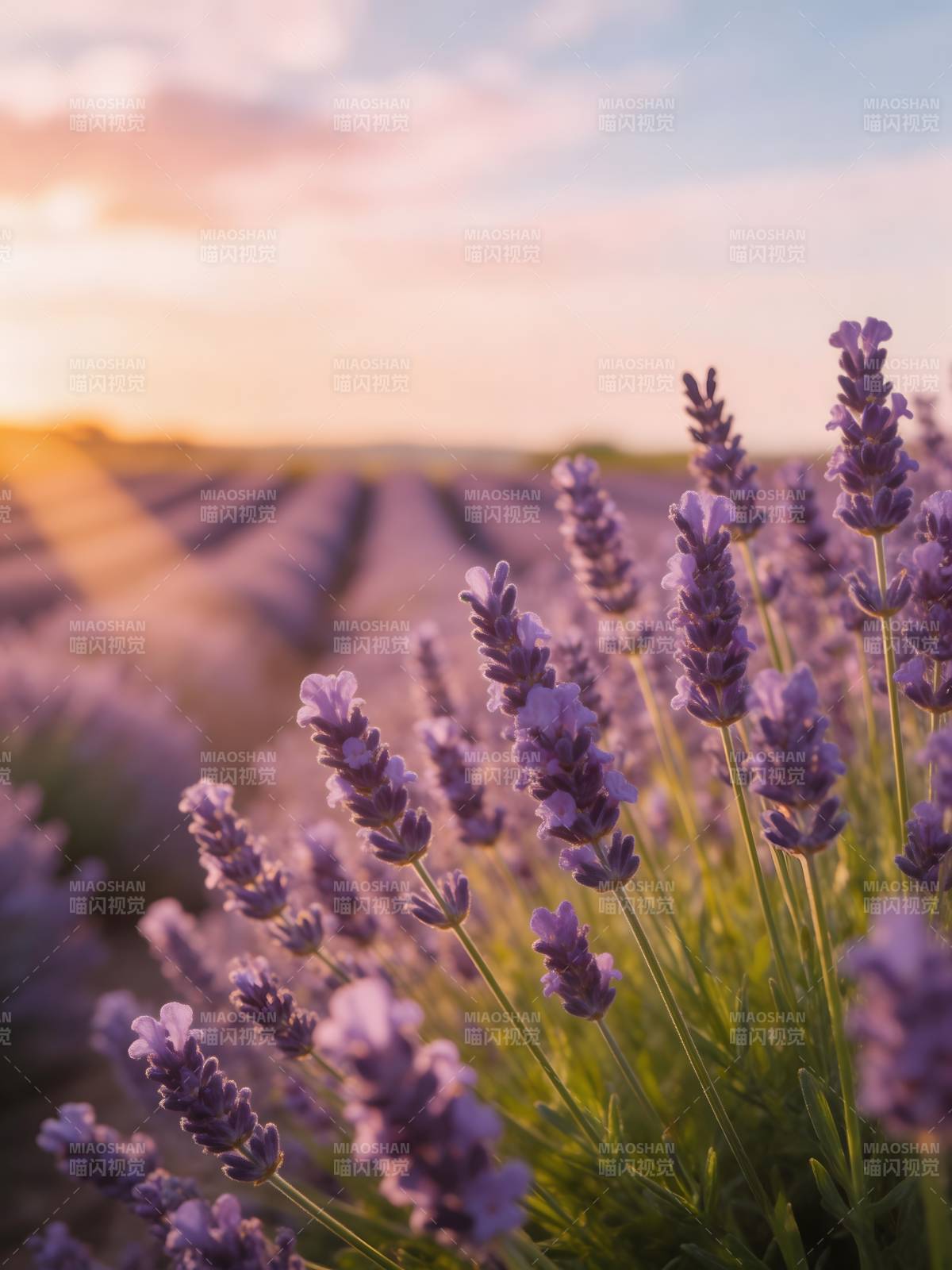 薰衣草田 夕阳温柔时图片