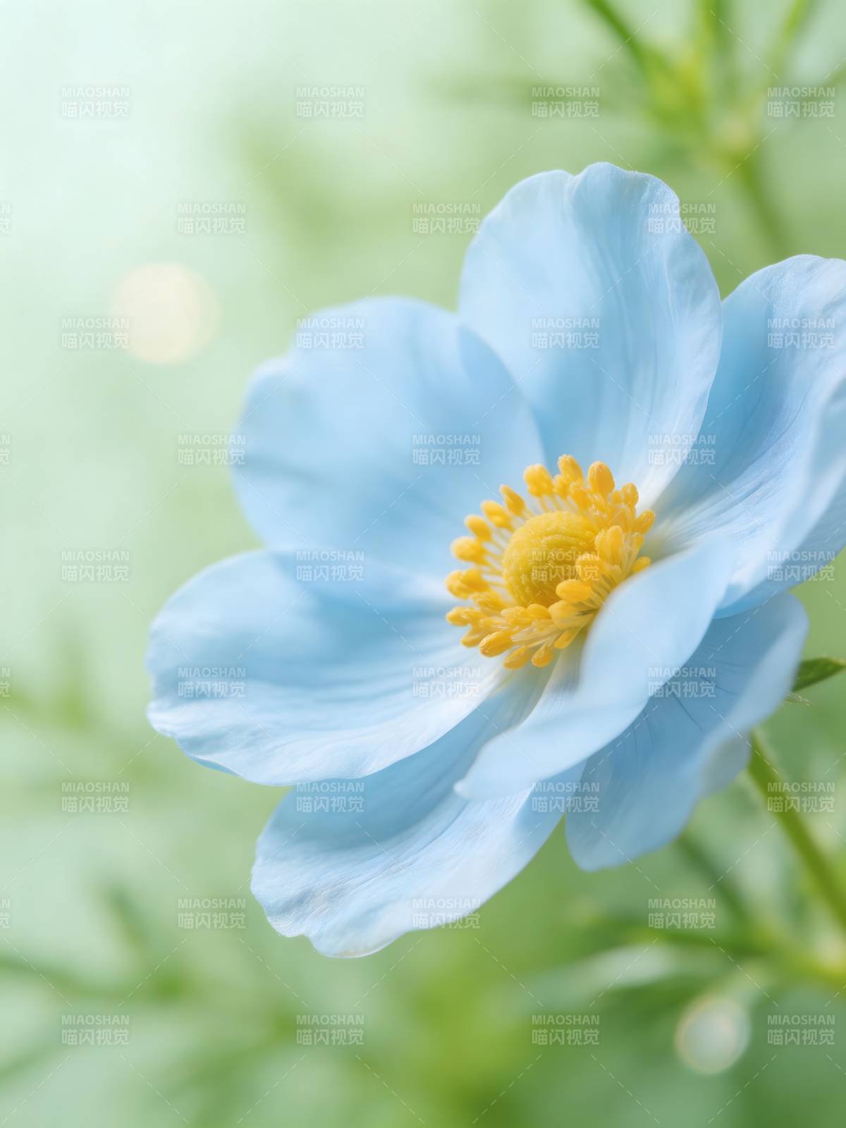 蓝花黄蕊 清新如梦图片