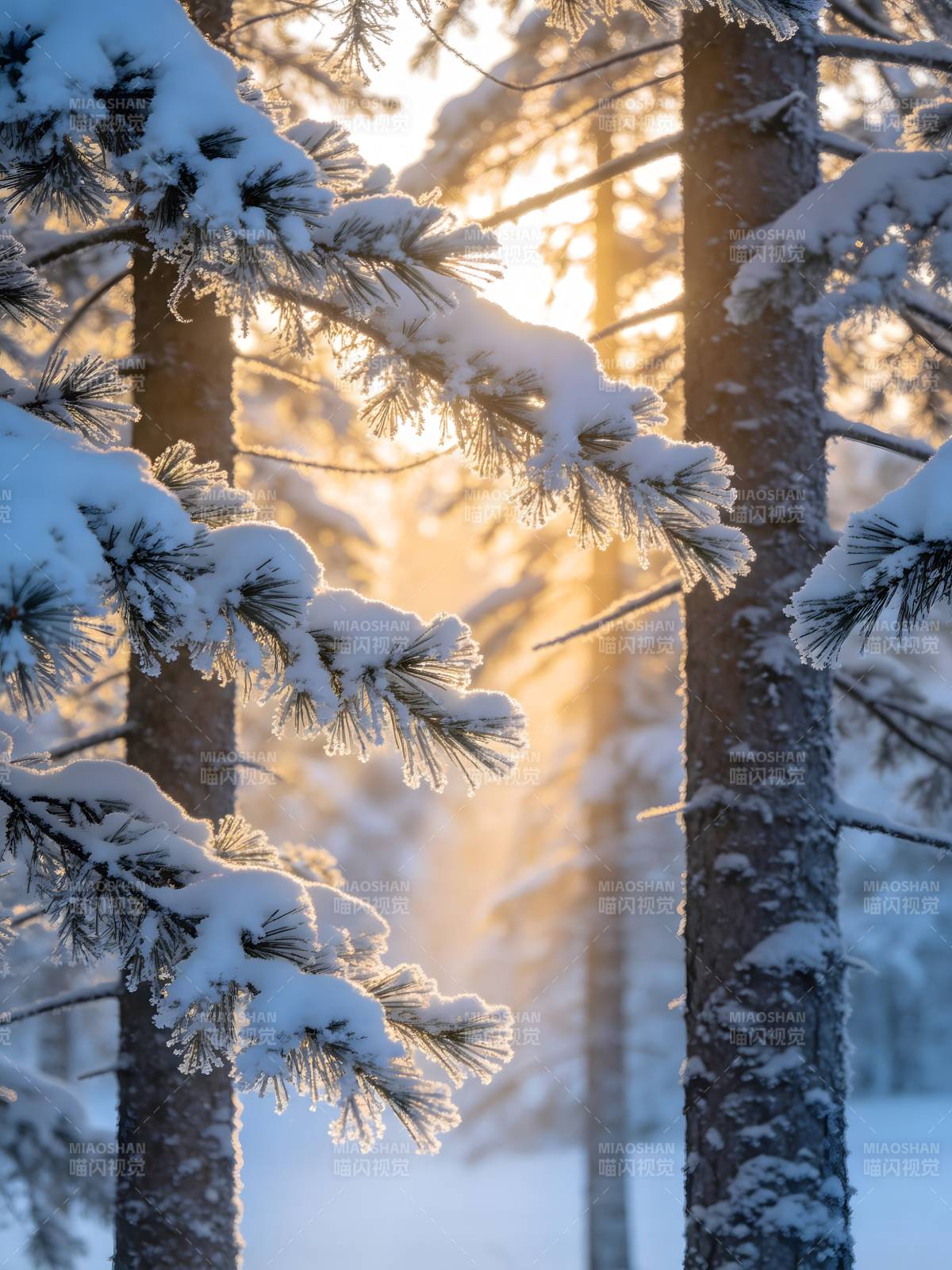 雪松迎朝阳 冬日暖光景图片