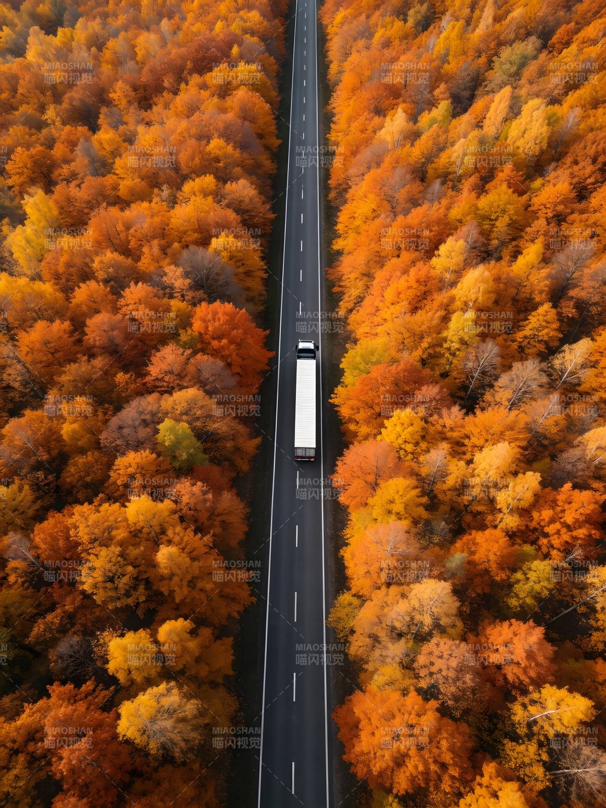 秋林公路 白车穿行图片