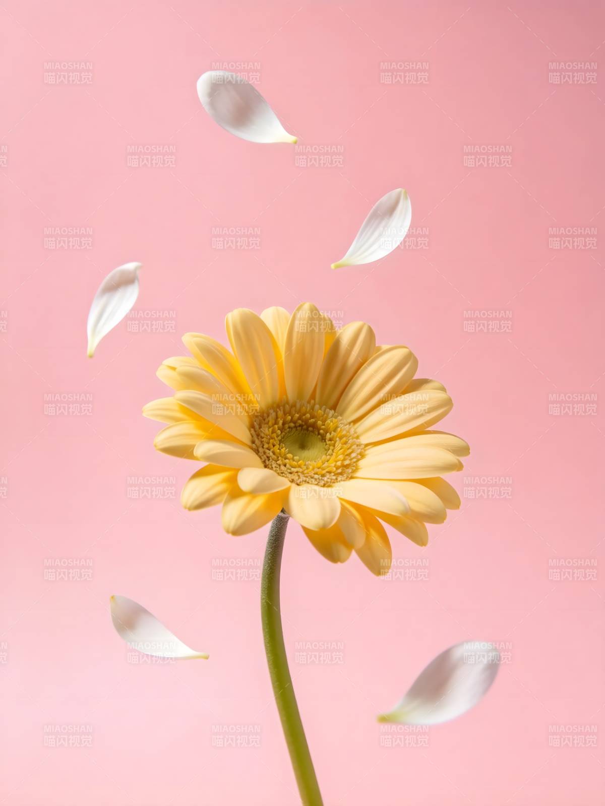 粉瓣飞舞 黄花静绽图片