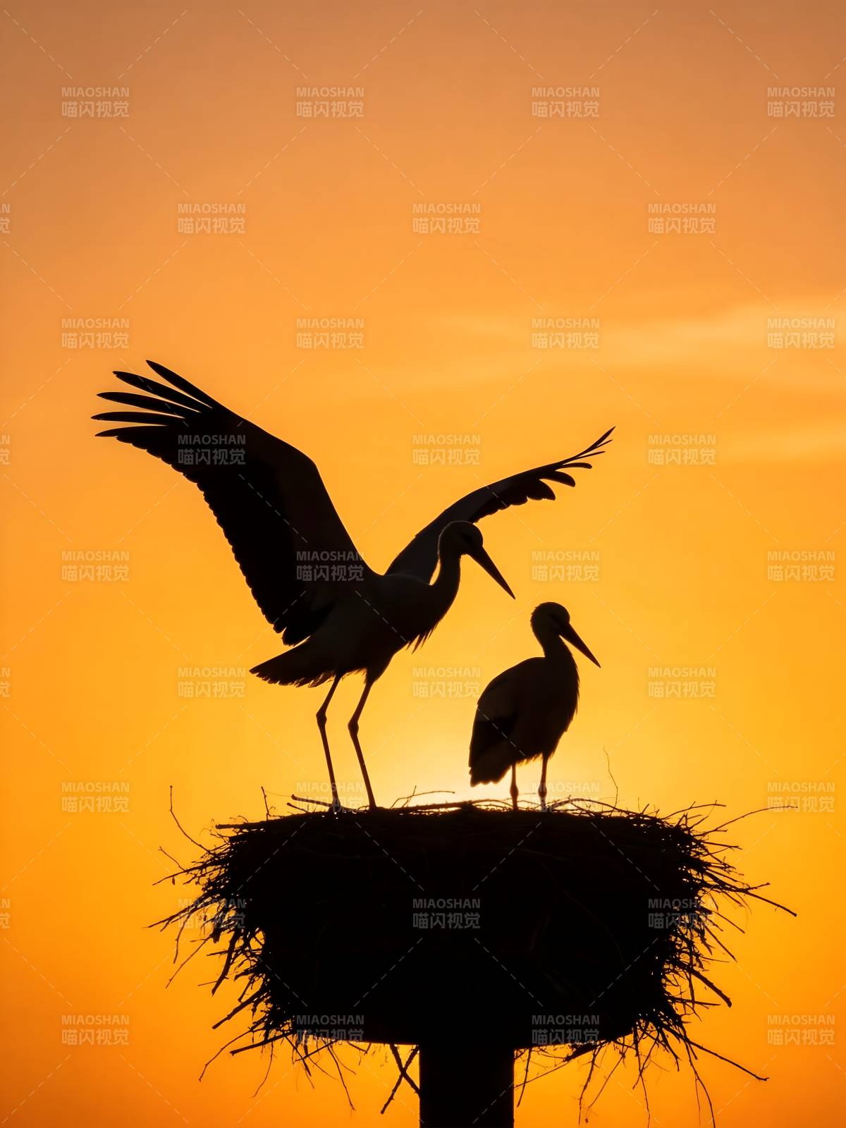 夕阳下 双鹳巢中温情时刻图片