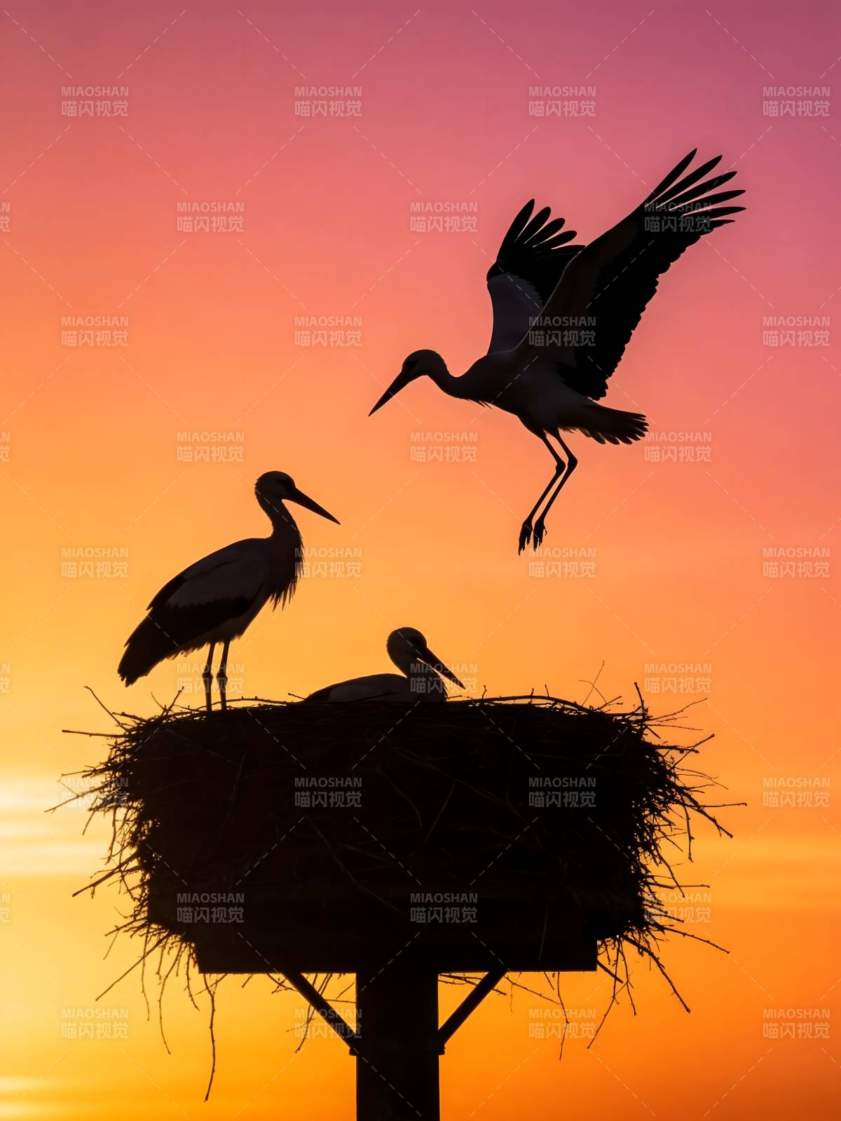 夕阳下 白鹳归巢剪影图片