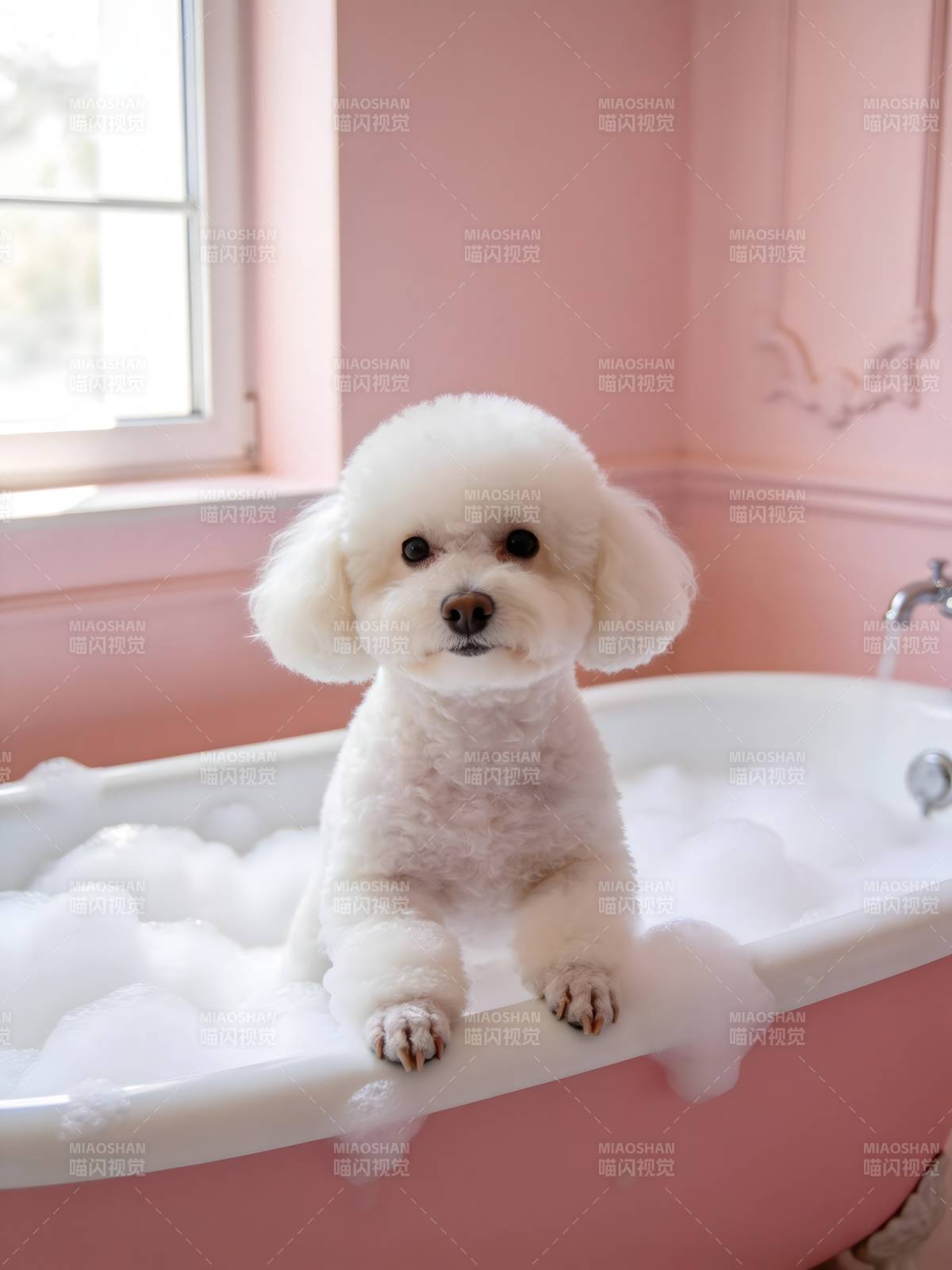 粉浴萌犬 泡泡时光图片