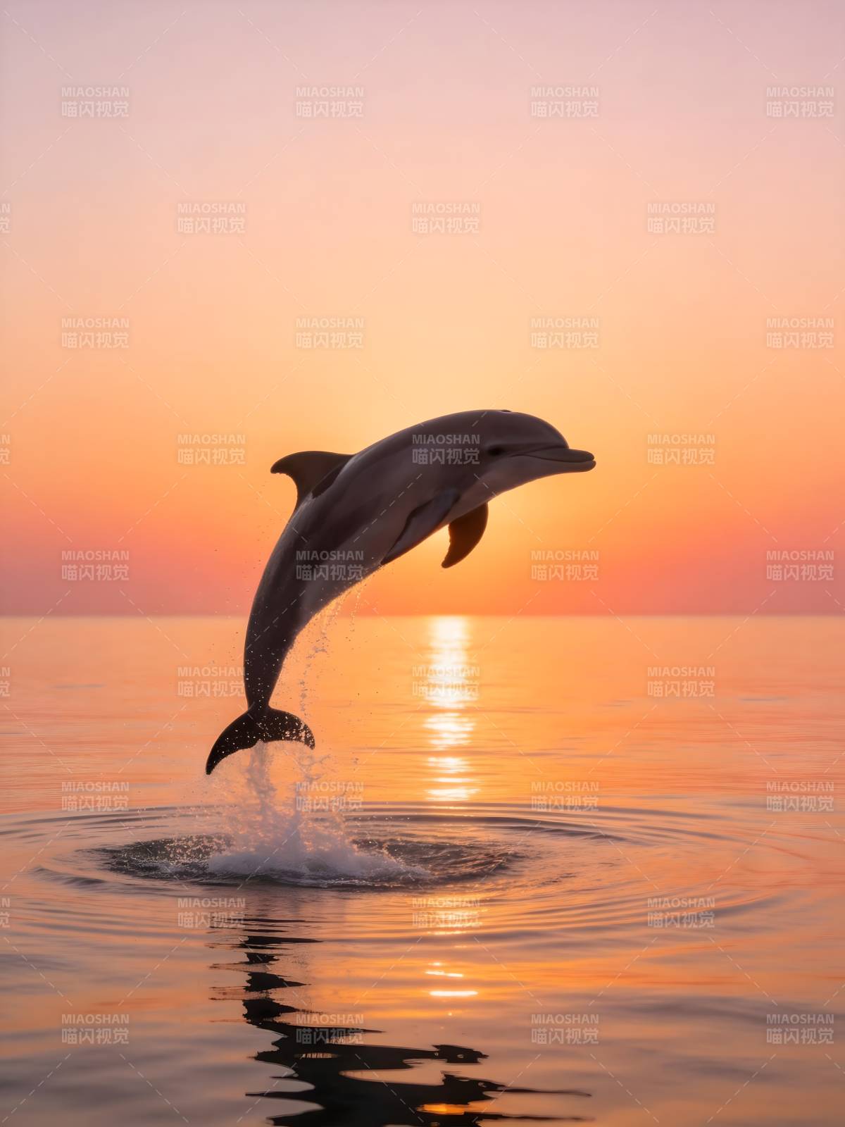 海豚跃夕阳 海面泛金光图片