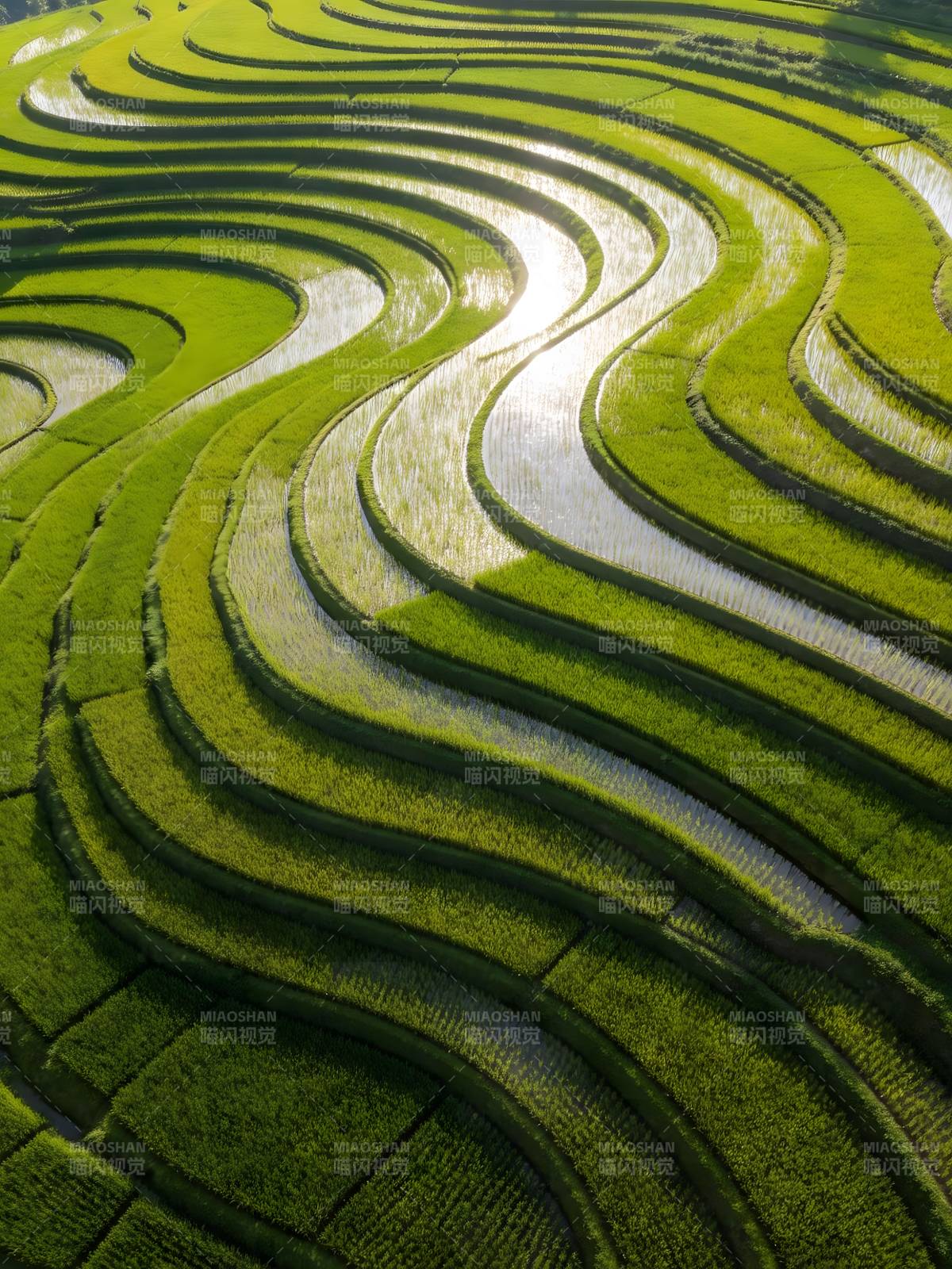 梯田如浪 绿野流金图片