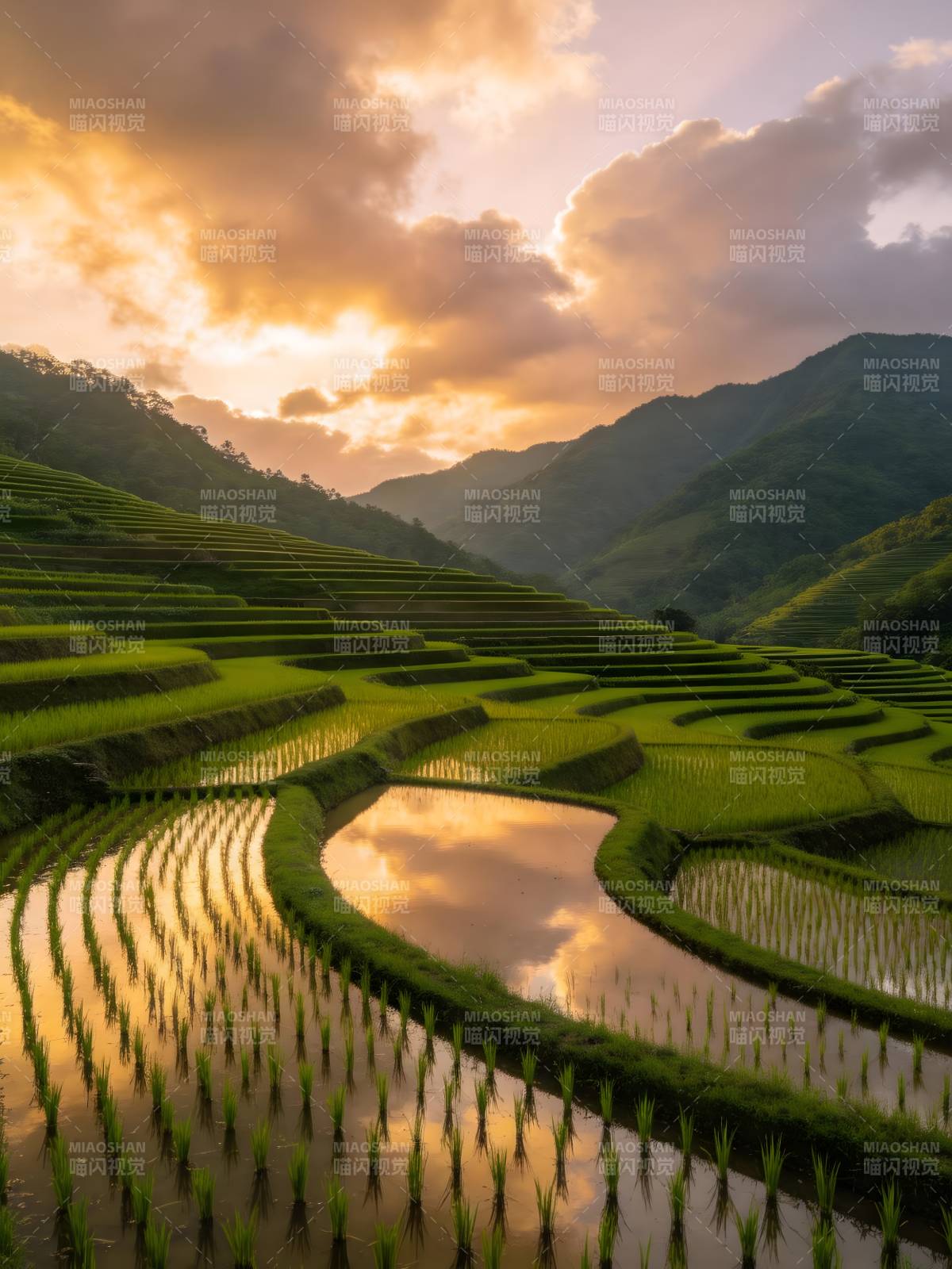 梯田映霞 山峦如画图片