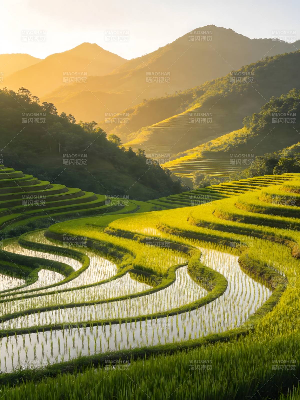 晨光梯田 山峦叠翠如画图片