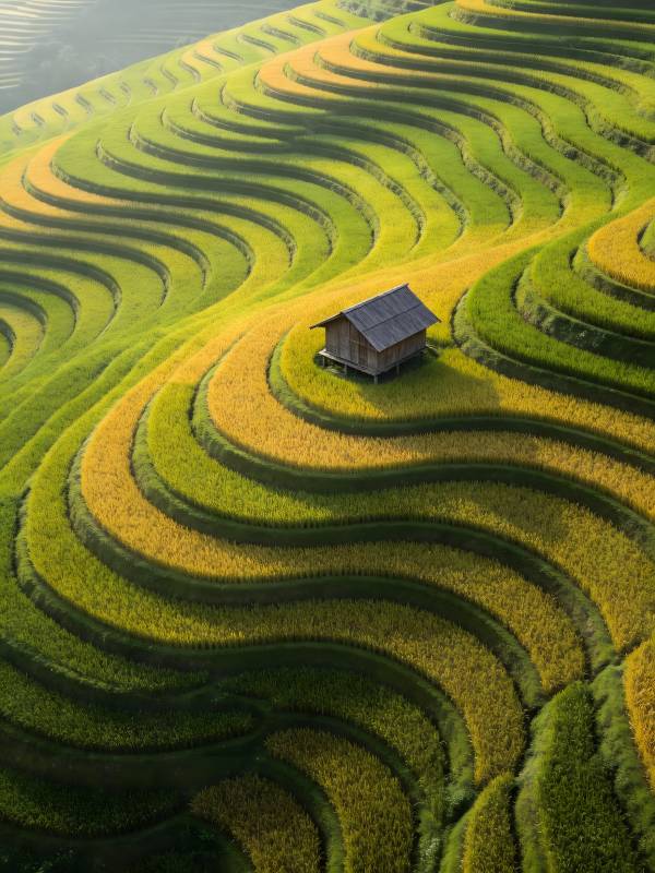 梯田小屋 金色波浪间图片