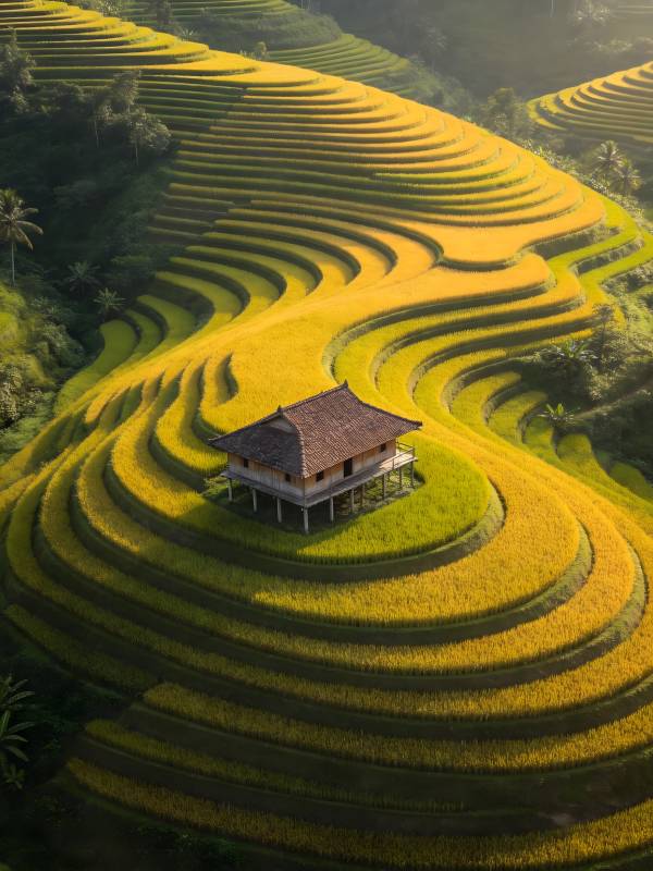 梯田金浪 小屋静立山间图片